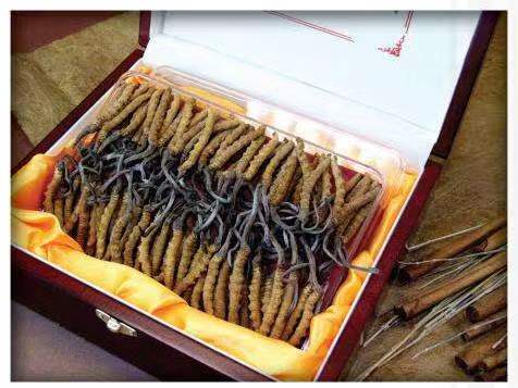 东兰冬虫夏草回收